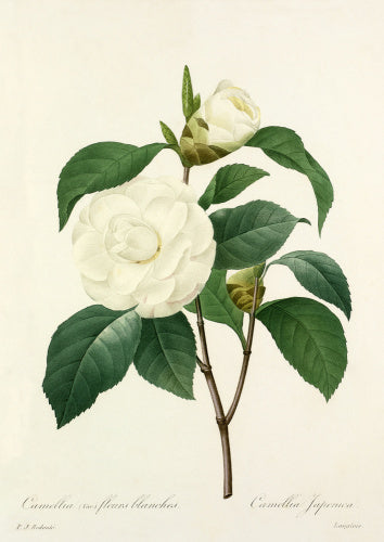 Camellia (var) fleurs blanches : Camellia Japonica