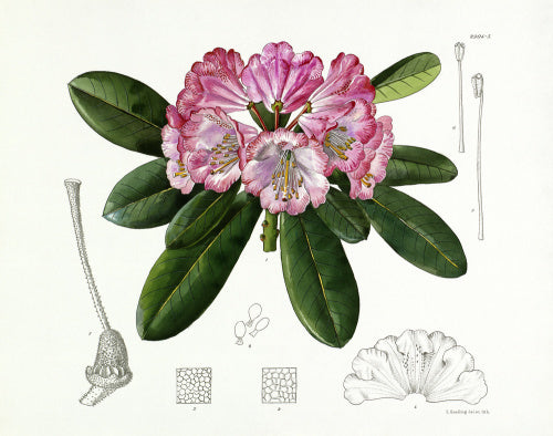 'Rhododendron vernicosum'