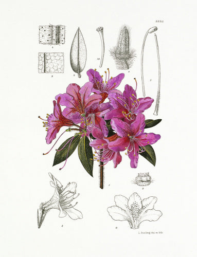 Rhododendron tricanthum