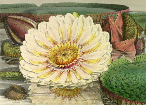 'Victoria regia (expanded flower)'