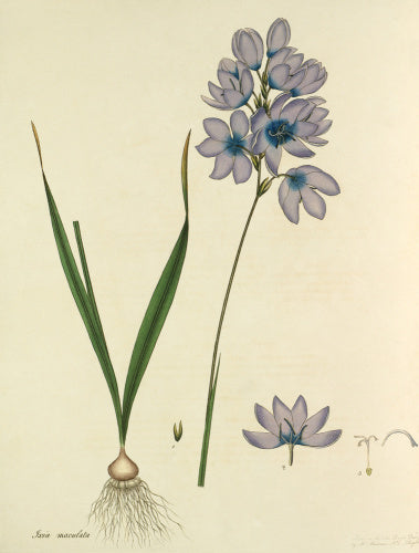 'Ixia maculata'