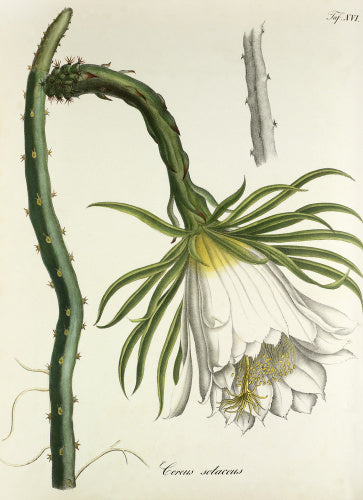 'Cereus setaceus'