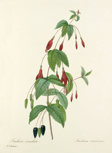 Fuchsia écarlate : Fuchsia coccinea