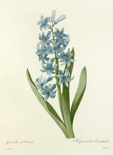 Jacinthe d'Orient : Hyacinthus Orientalis