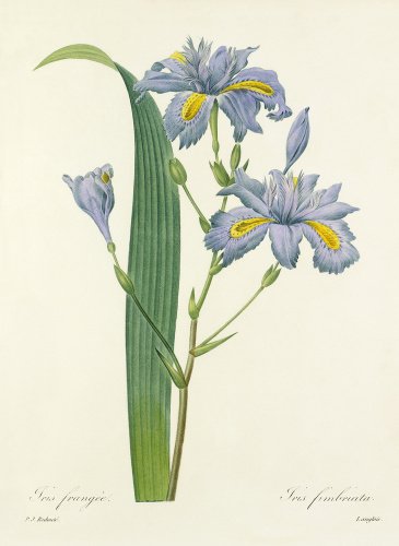 Iris frangée : Iris fimbriata