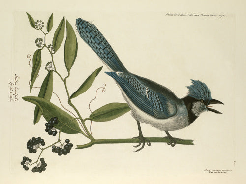 'Pica cristata coerulea, The Crested Jay'