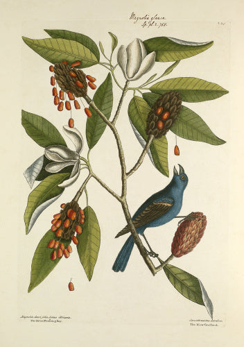'Magnolia lauri folio subtus albicante, Sweet Flowering Bay / Coccothraustes coerulea, The Blew Grosbeak'