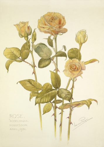Rose 'Roselandia Hoddeston'