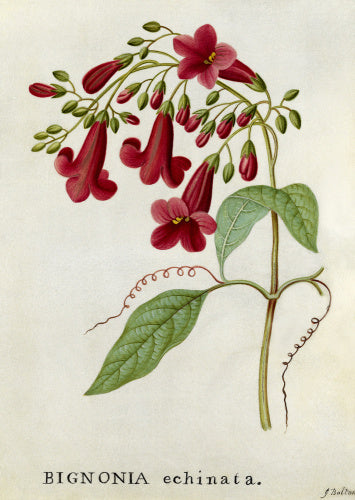 'Bignonia echinata, Hedge-hog Trumpet Flower'