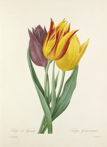 Tulipe de Gesner : Tulipa Gesneriana