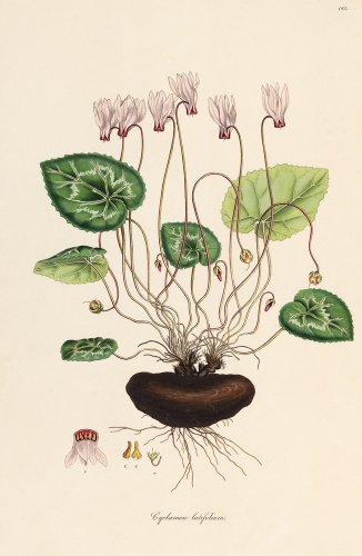 'Cyclamen latifolium'