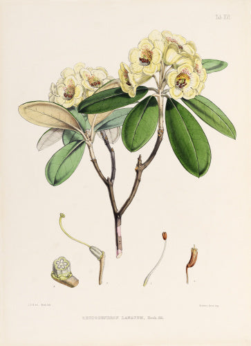 'Rhododendron lanatum'