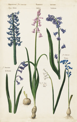 Hyacinthus flore caerulea