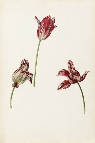 Tulipa 'Semper Augustus'