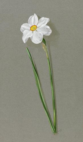 'Narcissus poeticus ornatus'