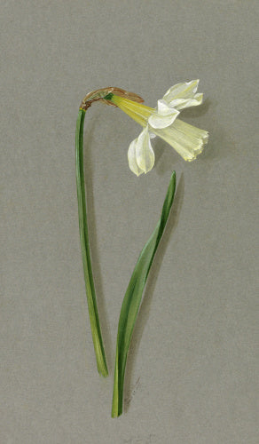 'Narcissus ajax asturiensis'