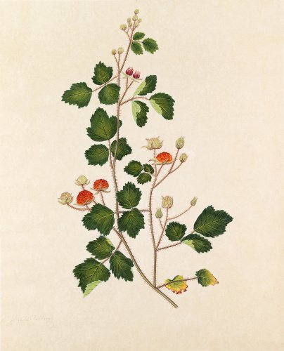 'Wild Rasberry' [Rubus idaeus]