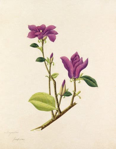 'Magnolia purpurea' [Magnolia liliiflora]