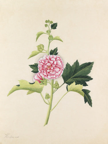 [Hibiscus rosa-sinensis]