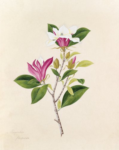 'Magnolia purpurea' [Magnolia liliiflora 'Nigra']