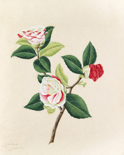 'Camellia japonica'