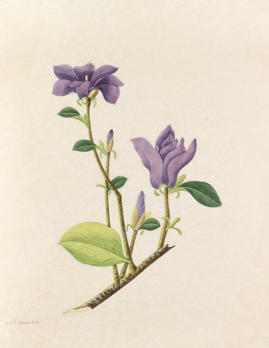 'Magnolia' [Magnolia liliiflora]