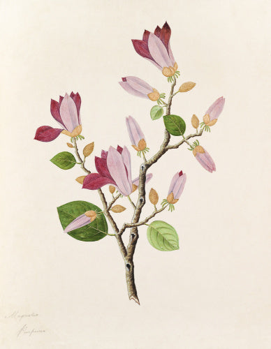 'Magnolia purpurea' [Magnolia liliflora]