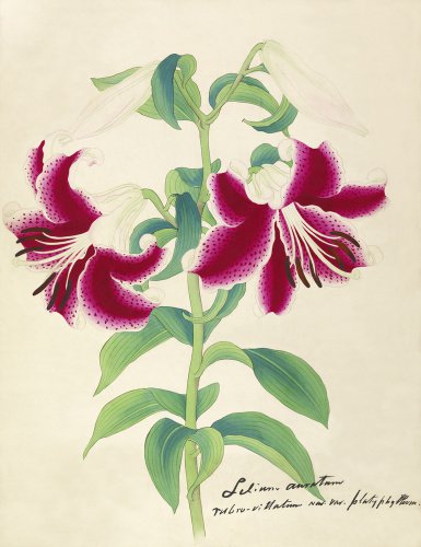 'Lilium auratum var. rubro-vittatum now var. platyphyllum'